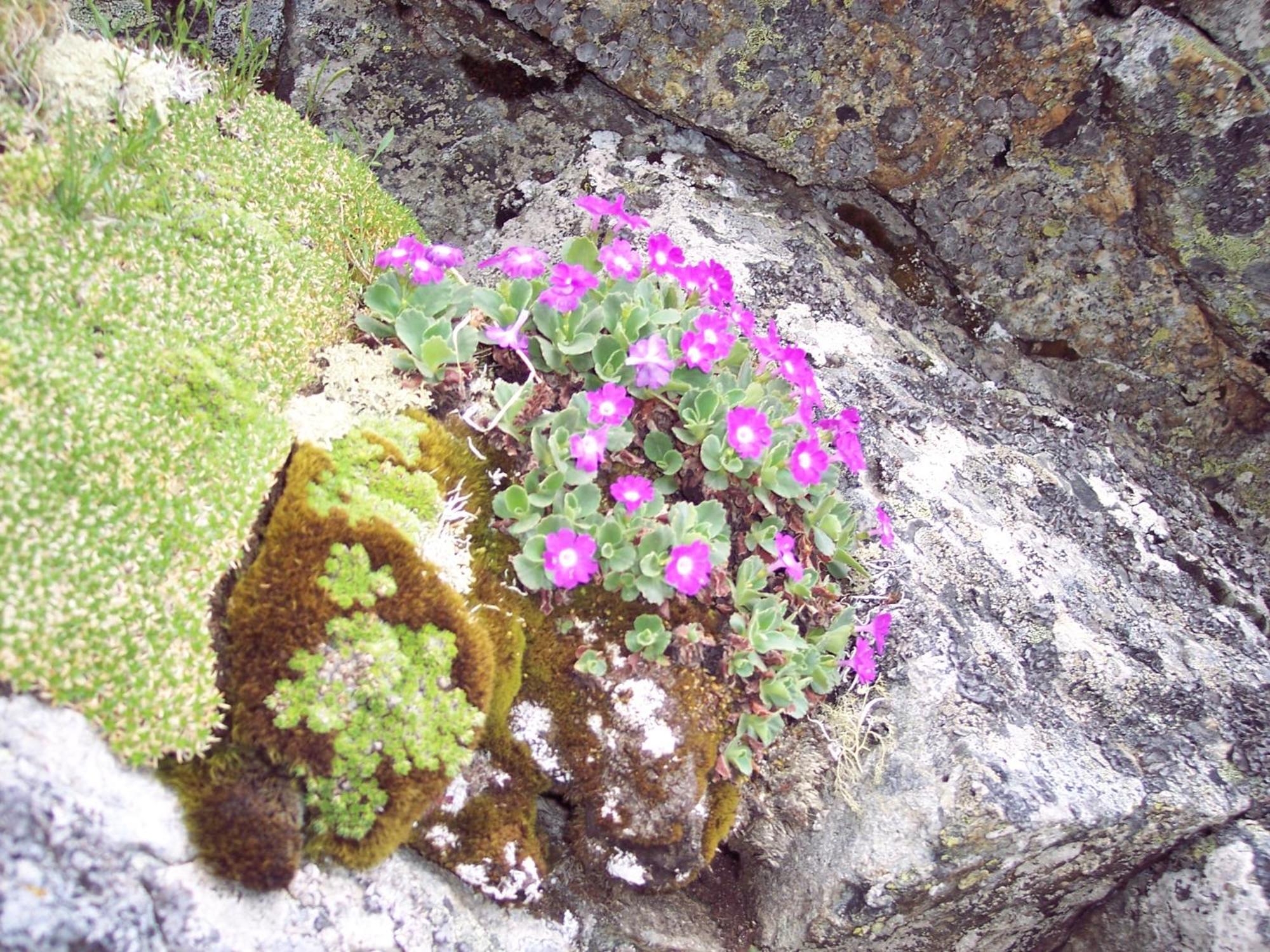 Les Clarines Perceneige - Chambre D'Hotes Vue Sur Montagne & Spa Saint-Jacques-en-Valgodemard ภายนอก รูปภาพ